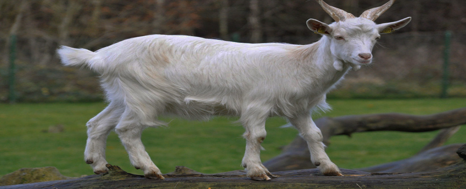 RAJAB PASHA <strong> leadership </strong>  in Breeding goats